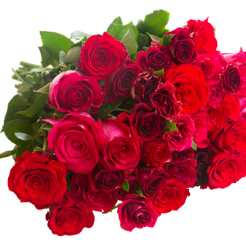 Большой букет бордовых роз на белом фоне