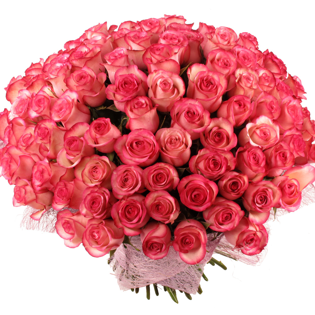 Большой букет нежных розовых роз на белом фоне