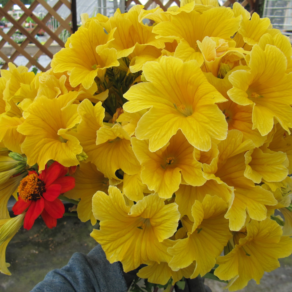 Большой букет цветов сальпиглоссис крупным планом