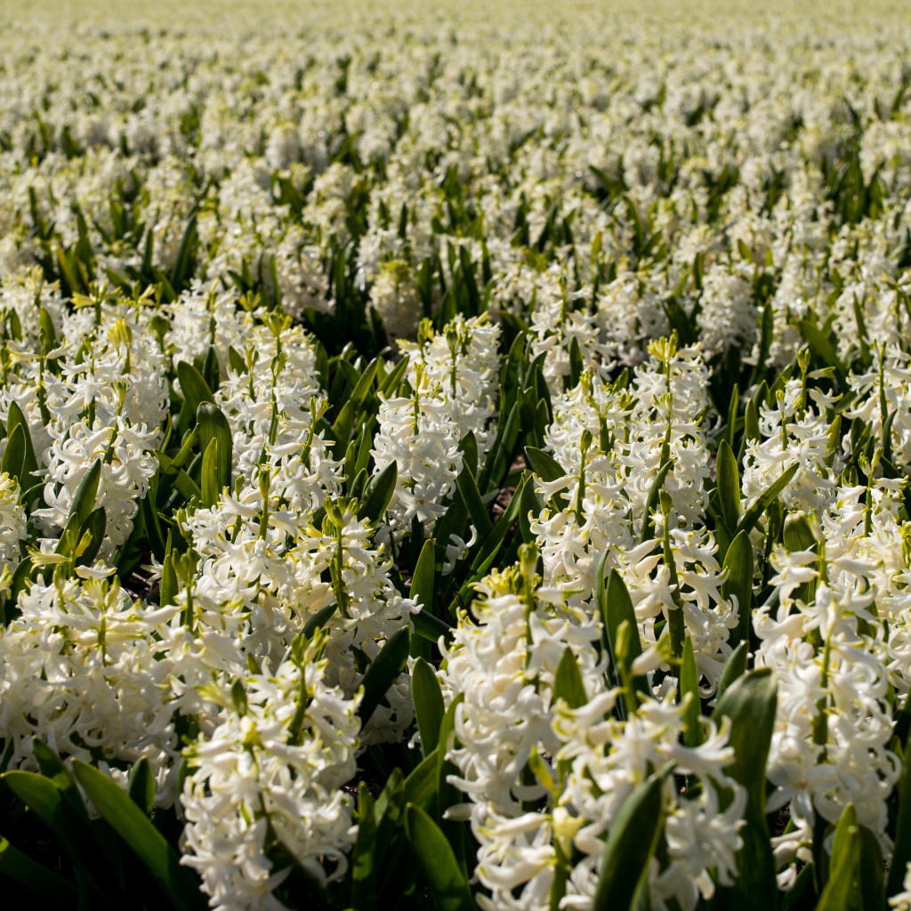 Большое поле белых гиацинтов