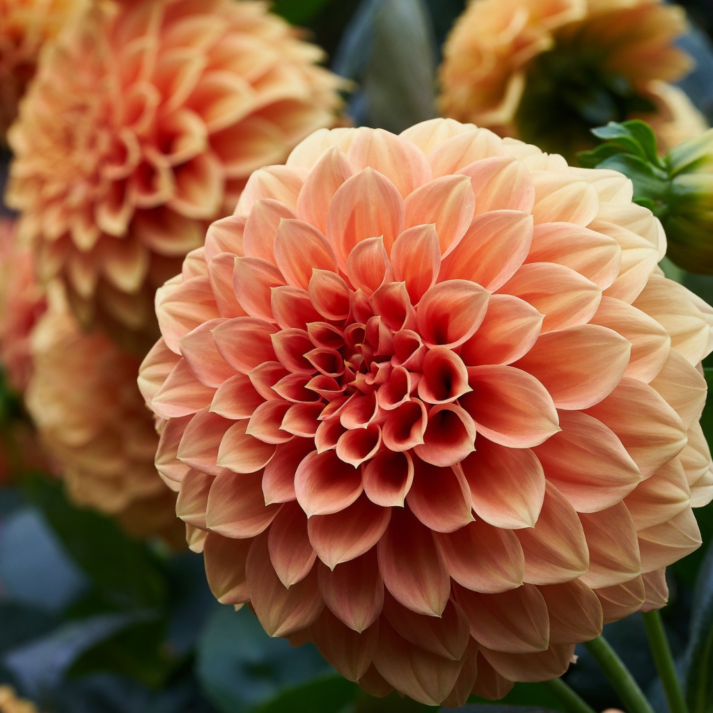 Крупный цветок георгин кремового цвета 