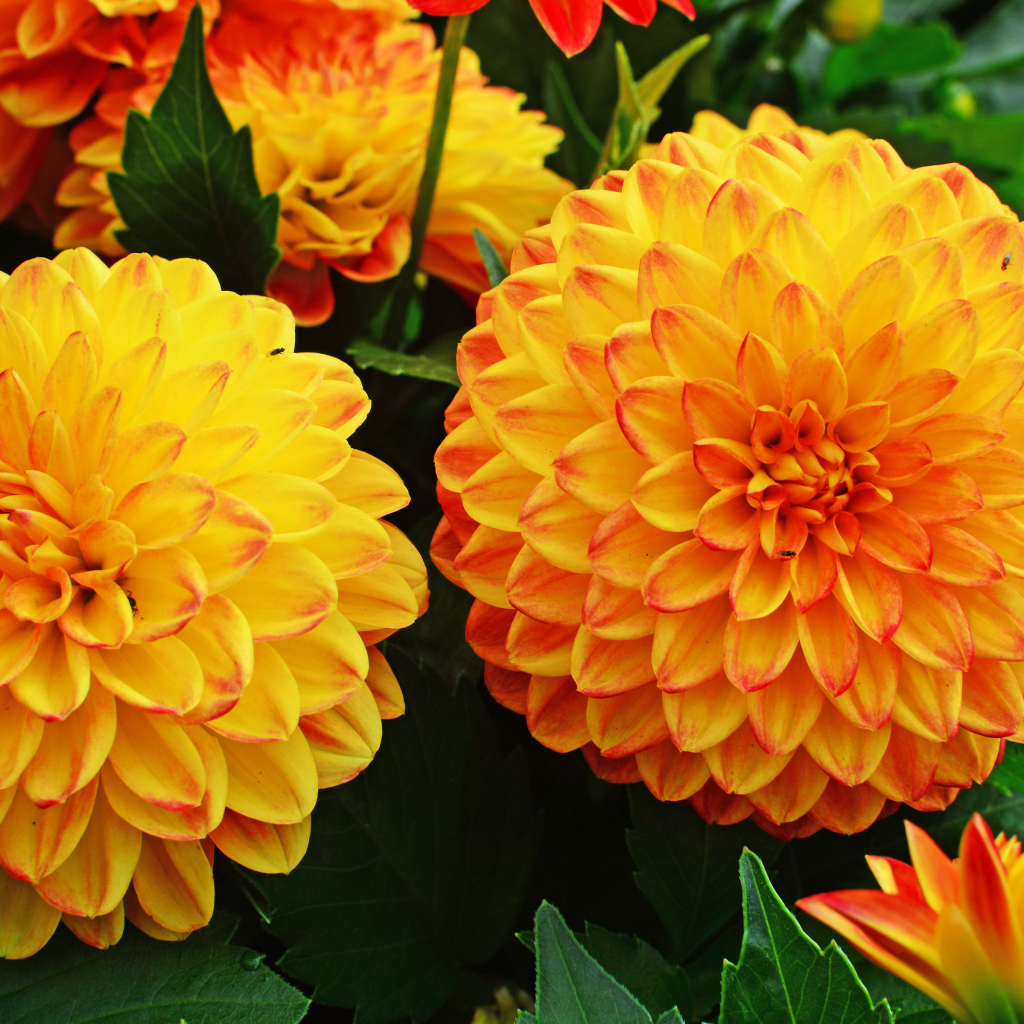 Крупные оранжевые георгины 