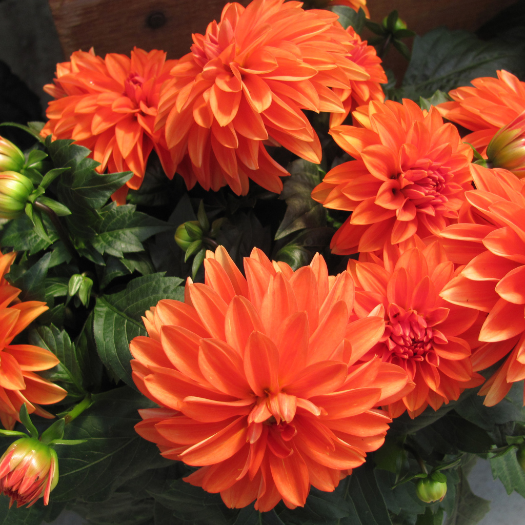 Большие оранжевые георгины крупным планом