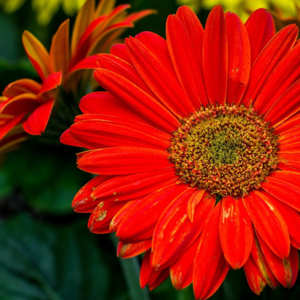 Крупный оранжевый цветок гербера 