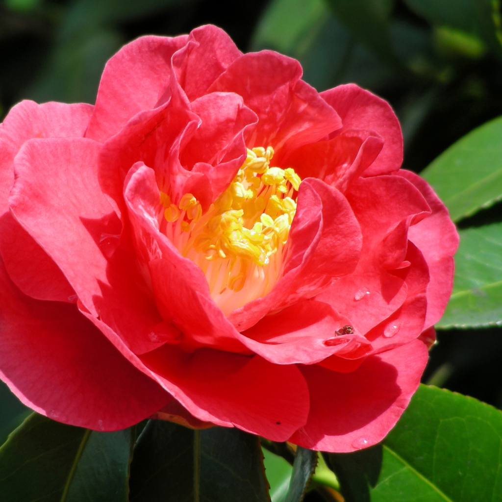 Крупный розовый цветок камелия