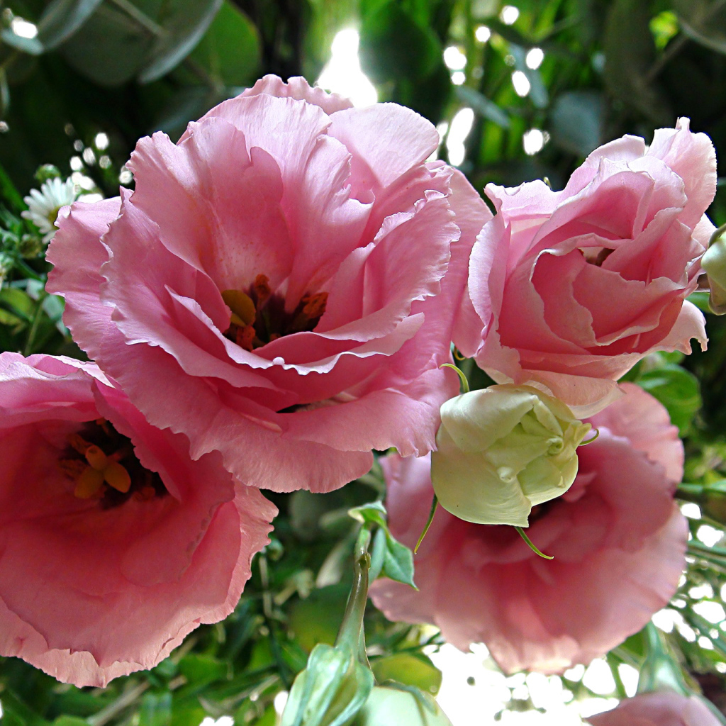 Крупные розовые цветы Эустома 