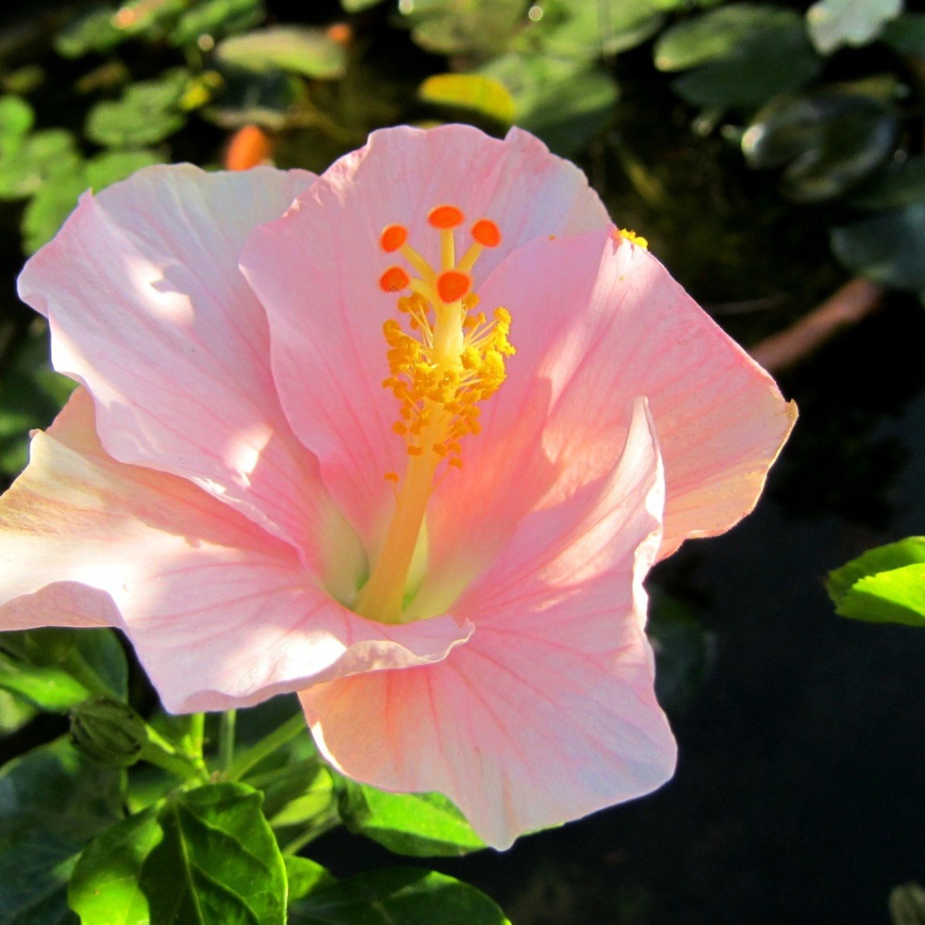 Крупный розовый цветок гибискуса 