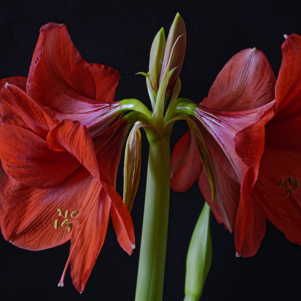 Крупные красные цветы Амариллис на черном фоне