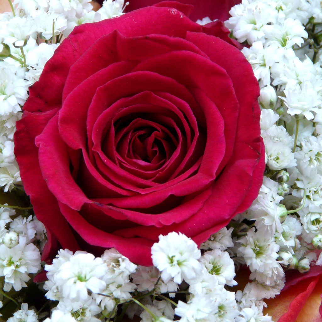 Крупная красная роза с белыми цветками левкой