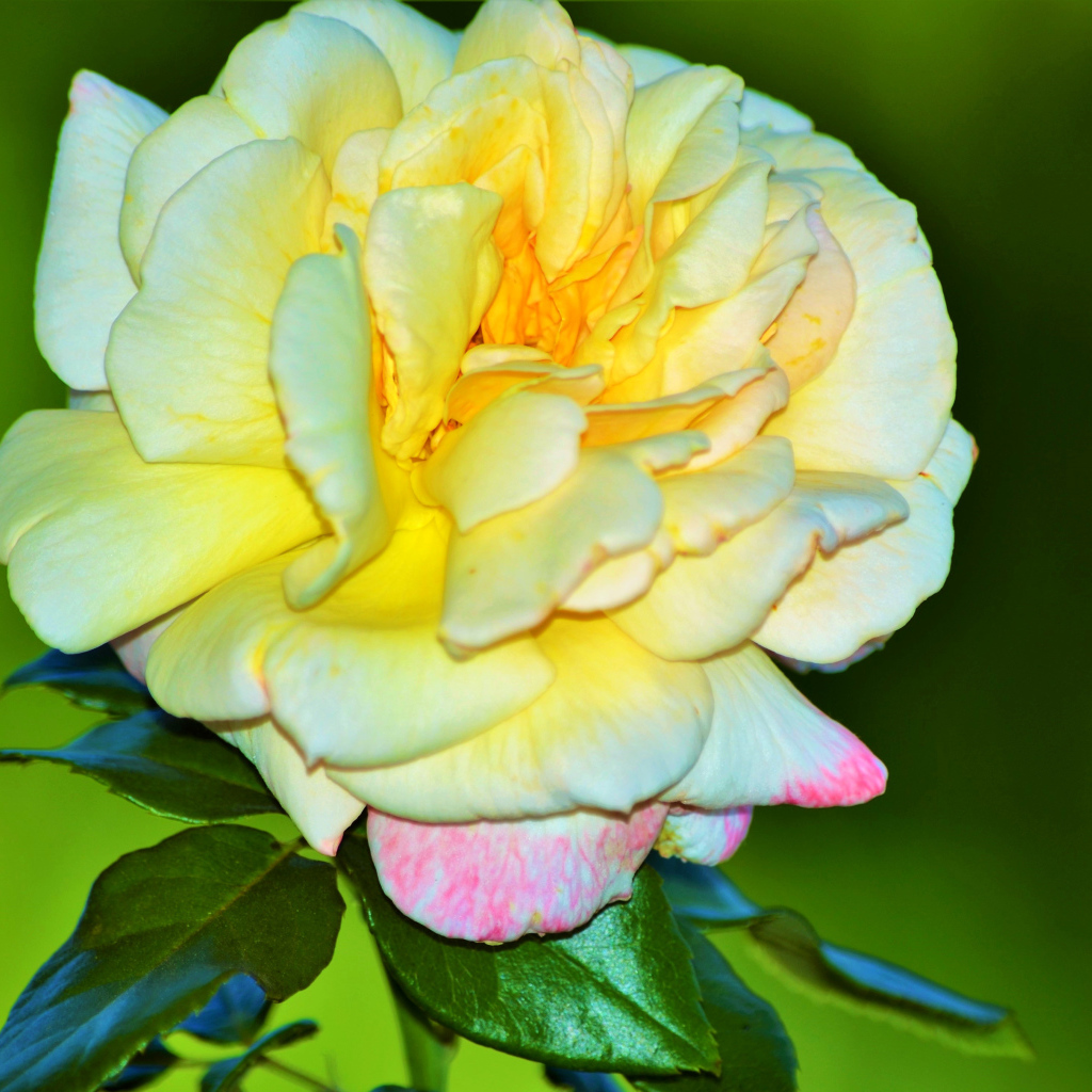 Крупная желтая роза на зеленом фоне