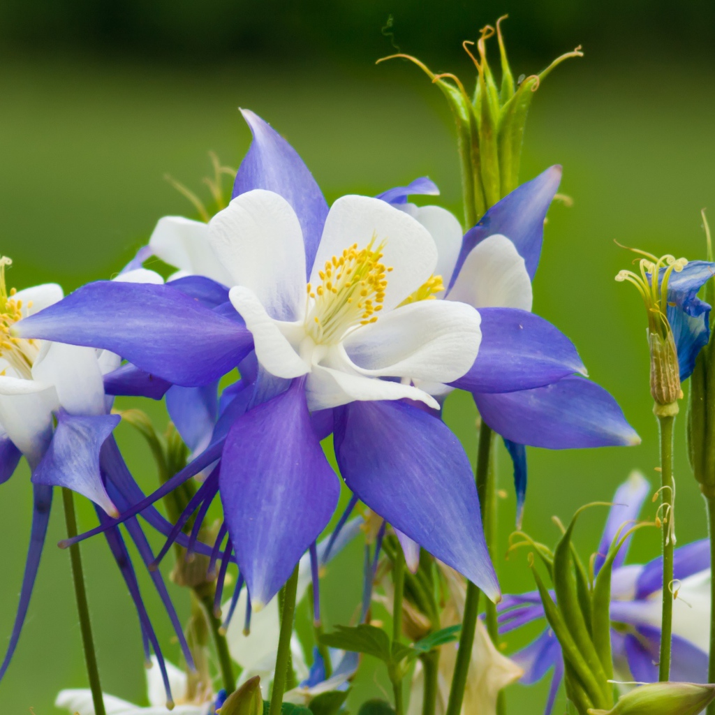 Сиренево- белые цветы водосбор на зеленом фоне