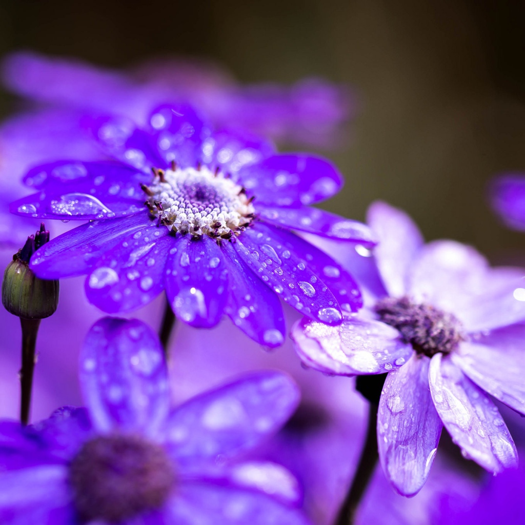 Сиреневые садовые цветы в каплях росы
