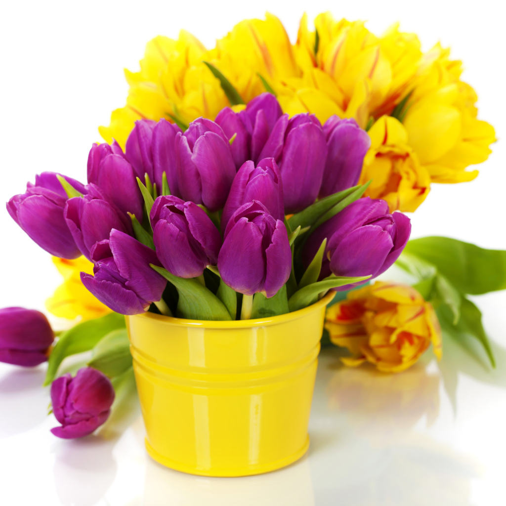 Lilac and yellow tulips in vases on a white background