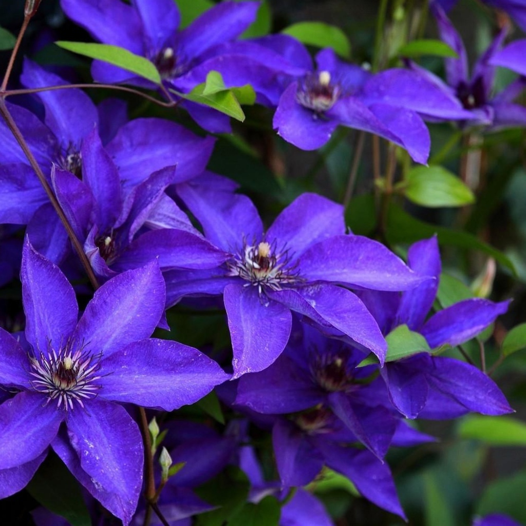 Сиреневый цветущий клематис крупным планом