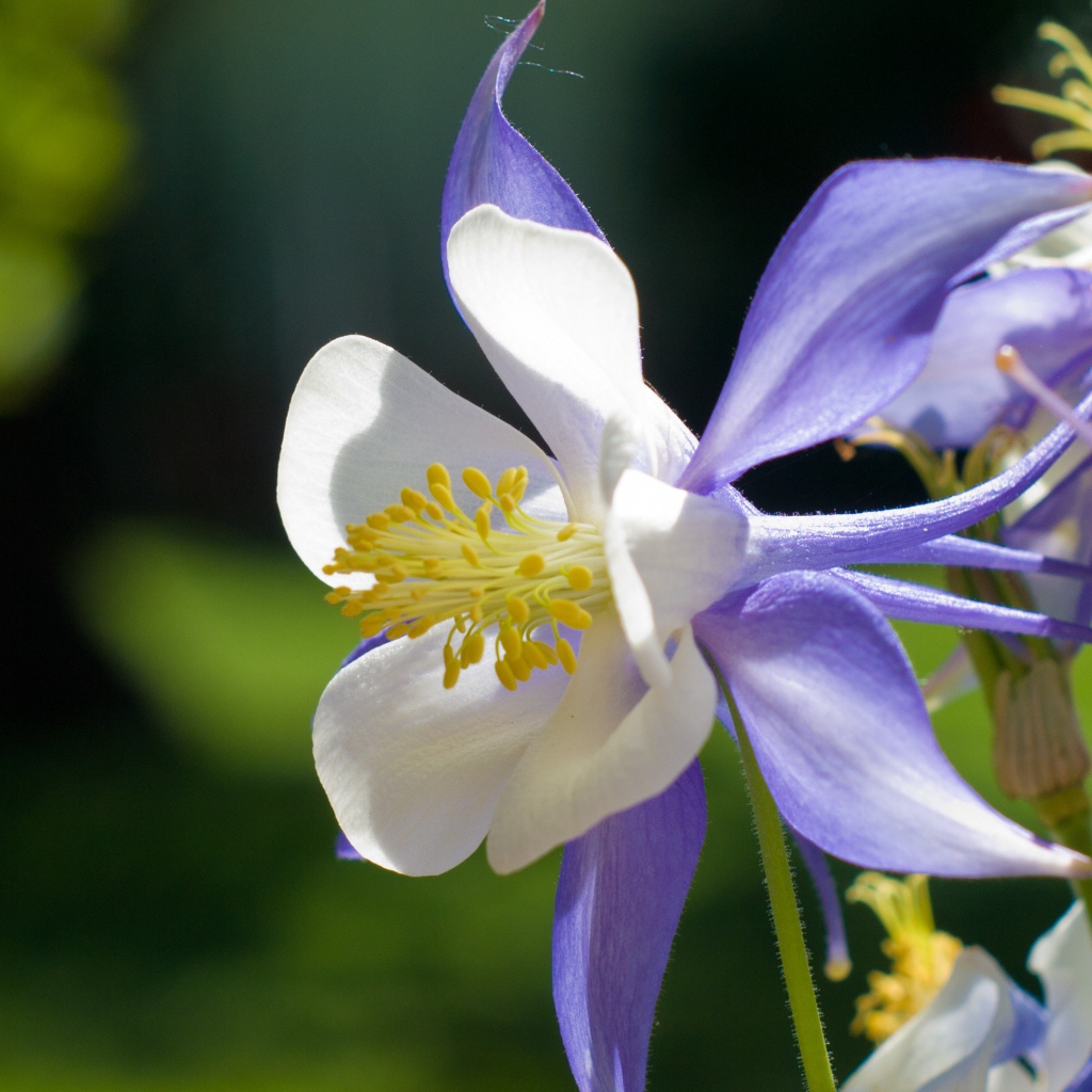 Сиреневый цветок колокольчик крупным планом 