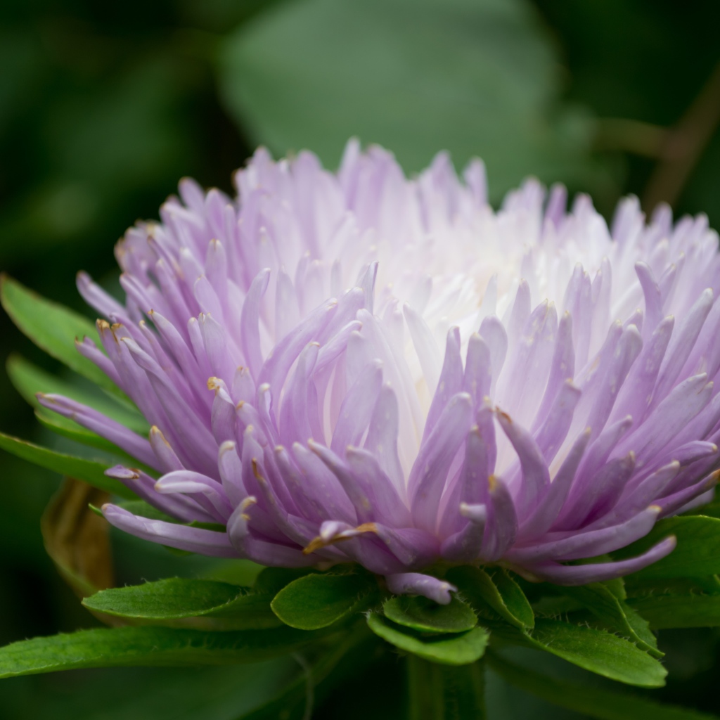 Сиреневый цветок астра крупным планом