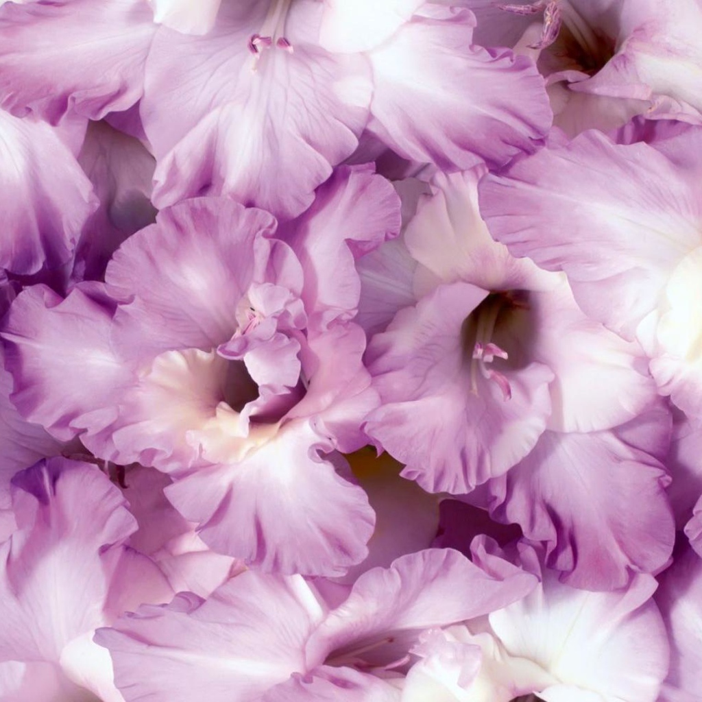 Сиреневые цветы гладиолусы крупным планом 