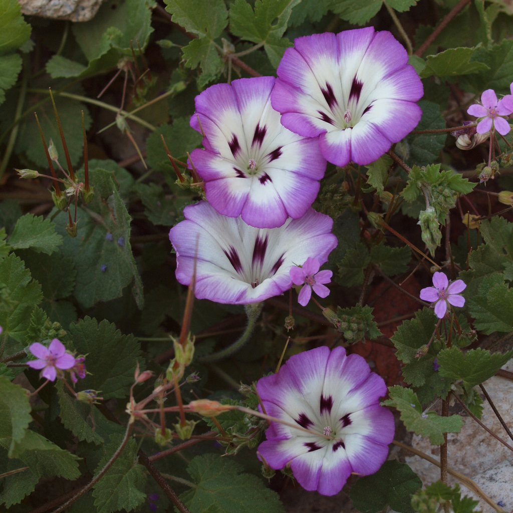 Сиреневые цветы вьюнки на клумбе