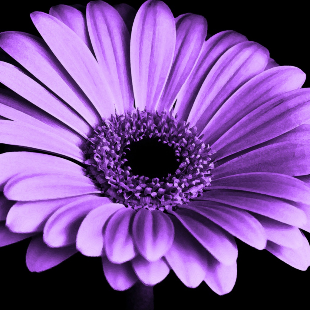 Сиреневая гербера на черном фоне крупным планом