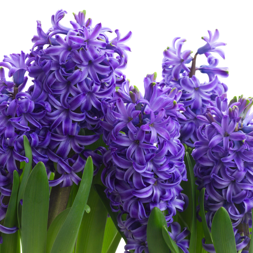 Сиреневые весенние цветы гиацинта на белом фоне