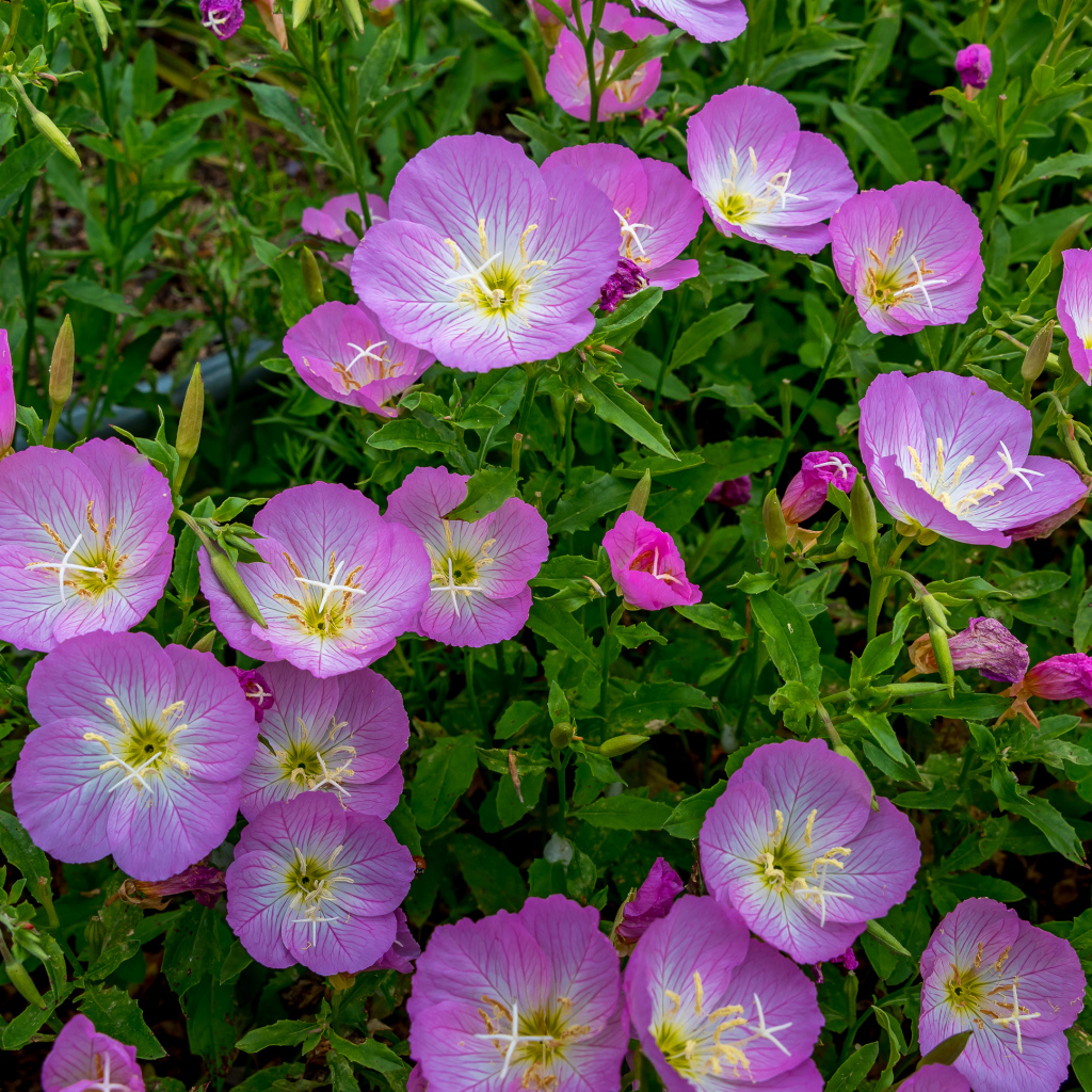 Сиреневые летние цветы крупным планом 