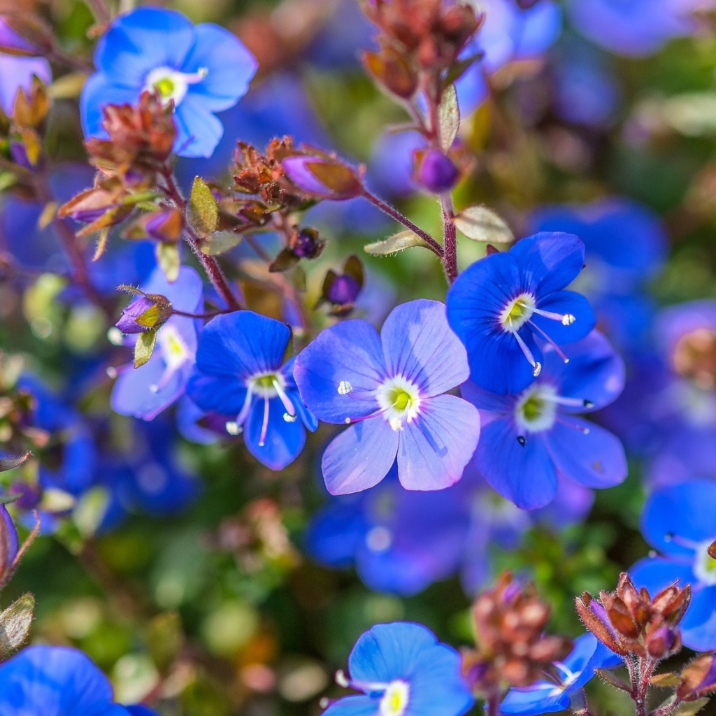 Маленькие голубые цветы незабудки 