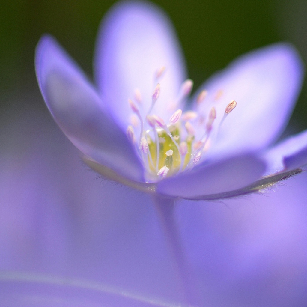 Маленький фиолетовый цветок фиалки крупным планом