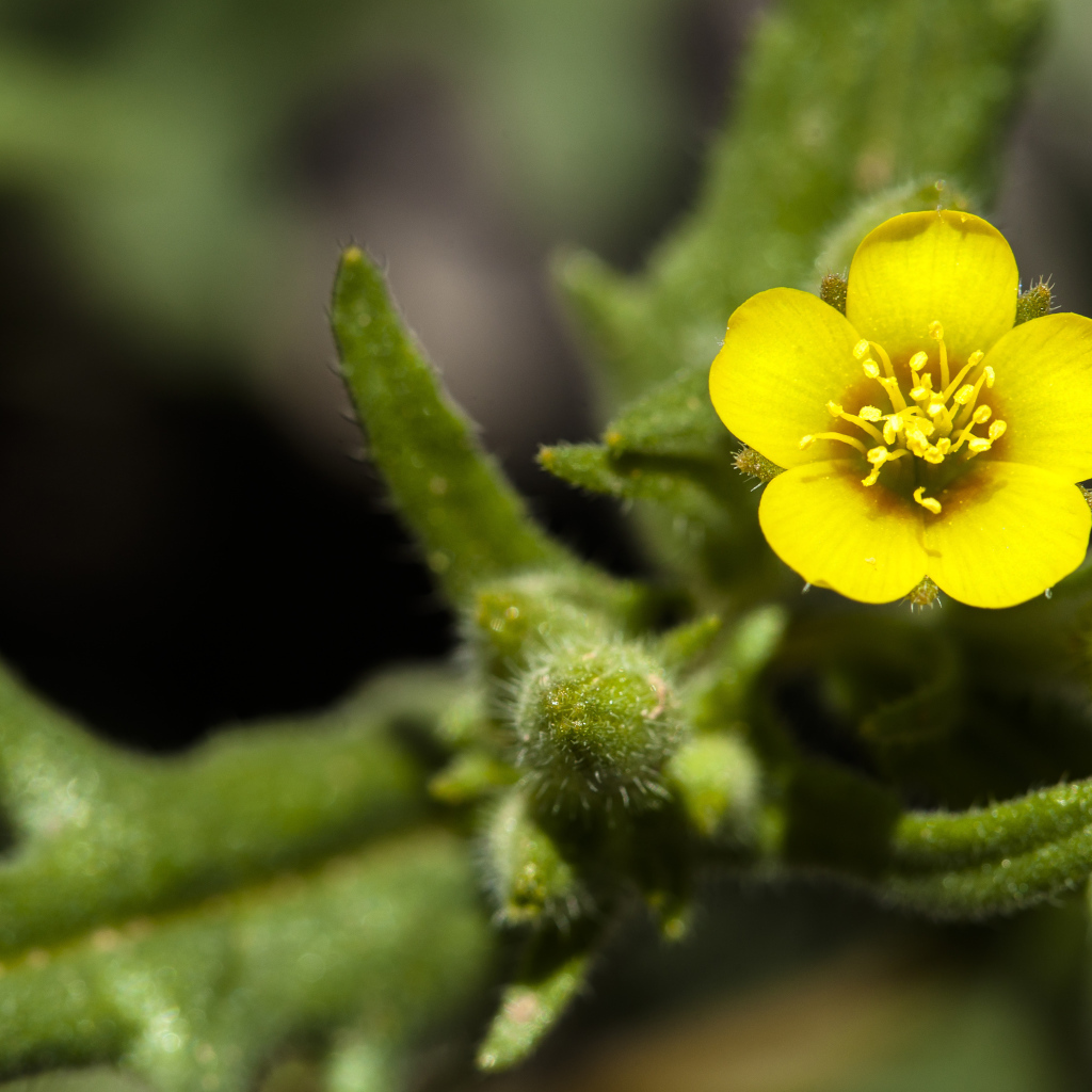 Маленький желтый цветок Mentzelia micrantha крупным планом