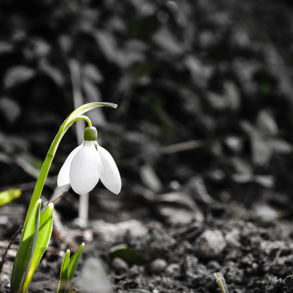 Одинокий белый весенний подснежник 