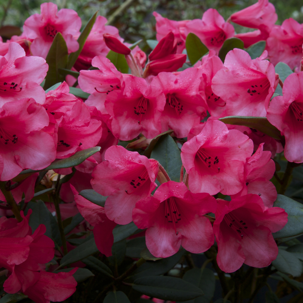 Много розовых цветов рододендрона крупным планом