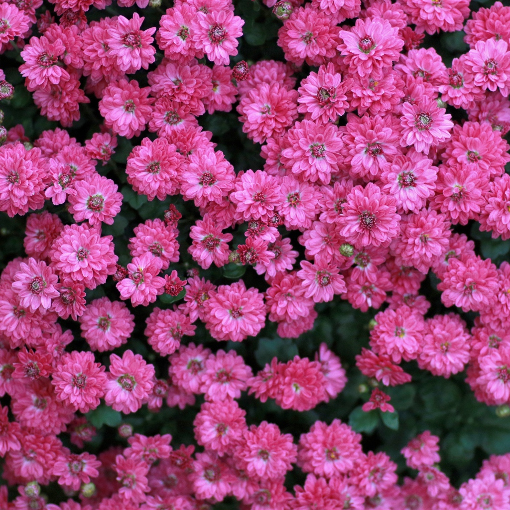 Много маленьких розовых цветов хризантемы