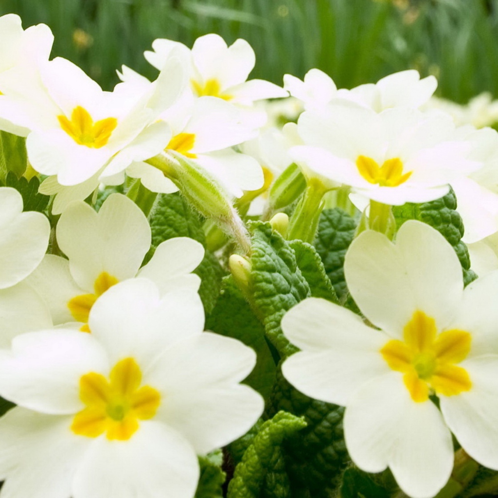 Много белых цветов примулы крупным планом