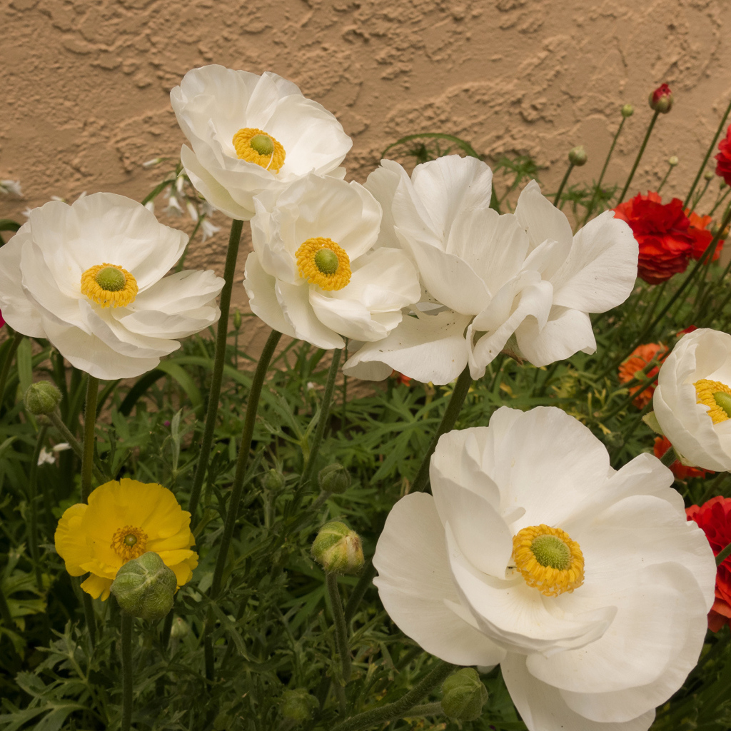 Разноцветные красивые цветы лютики на клумбе 