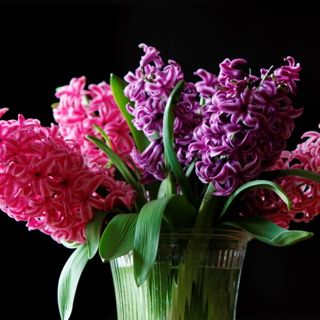 Разноцветные гиацинты в вазе на черном фоне