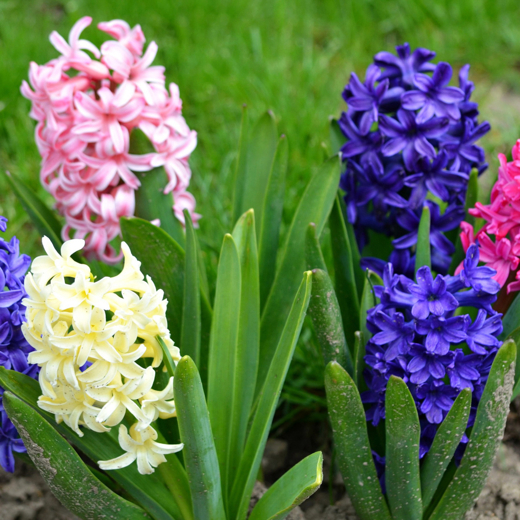 Разноцветные гиацинты на клумбе 