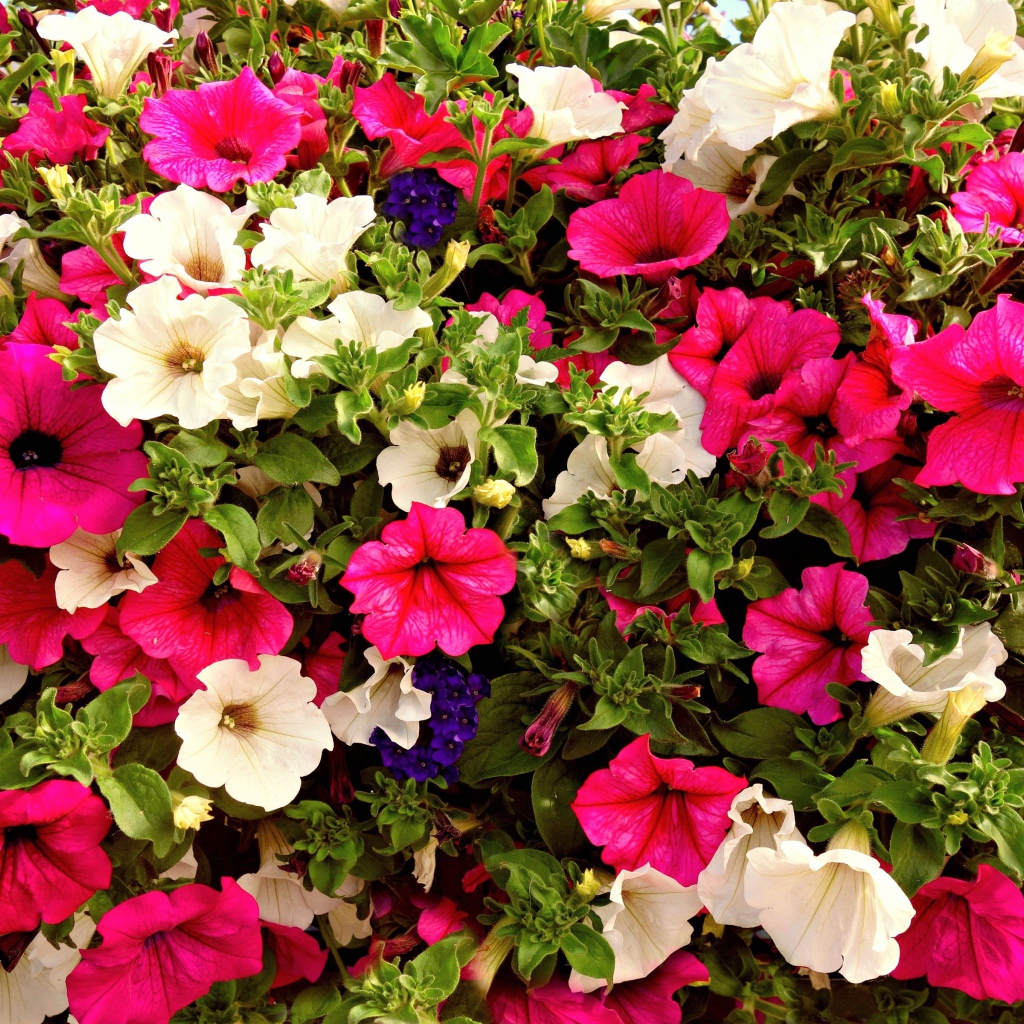 Разноцветные цветы петунии крупным планом