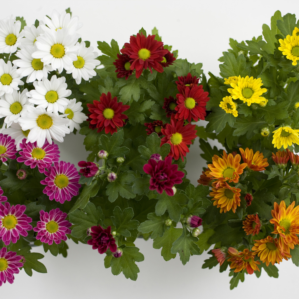 Разноцветные красивые цветы хризантемы на белом фоне