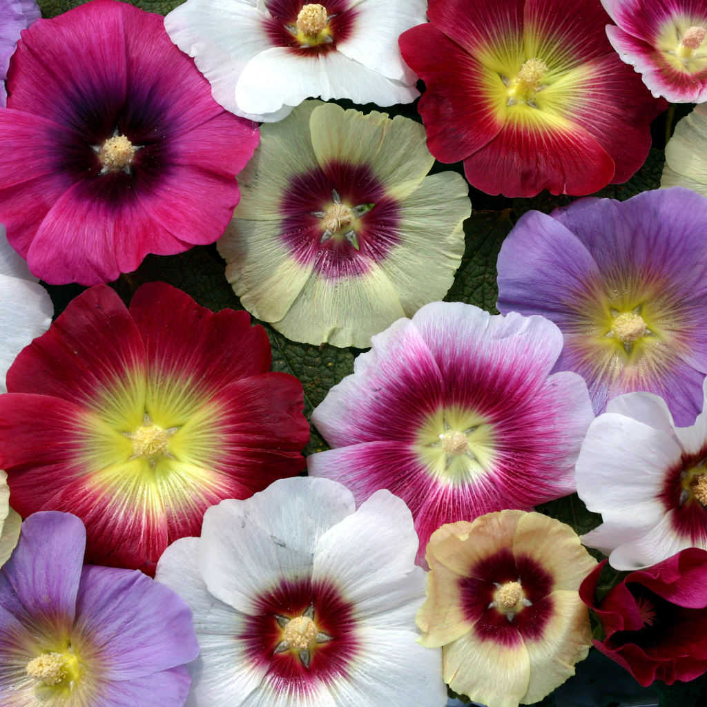 Разноцветные красивые цветы мальва