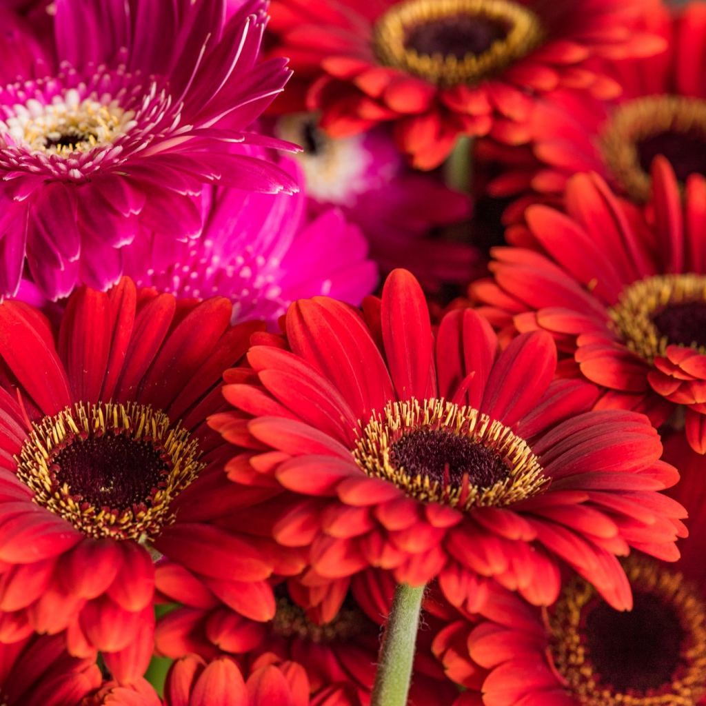 Разноцветные красивые  цветы герберы