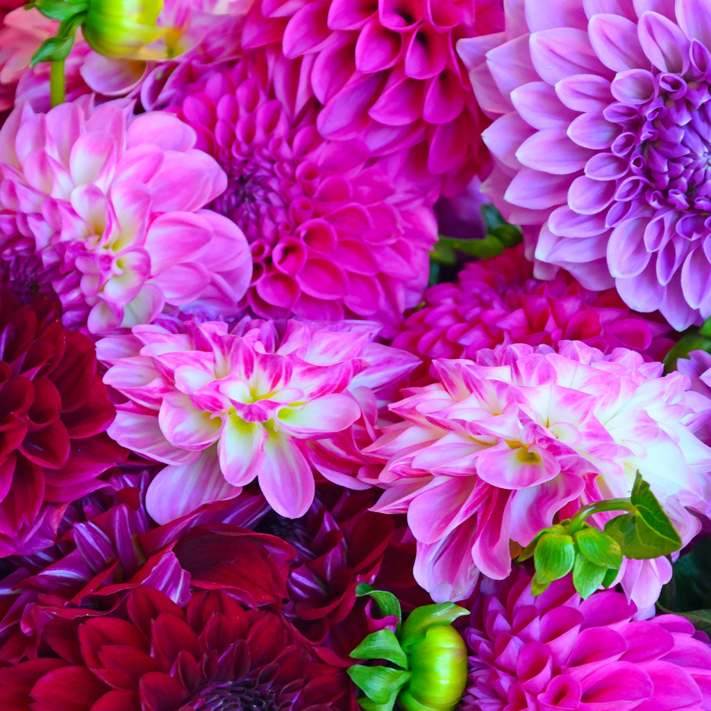 Разноцветные георгины крупным планом