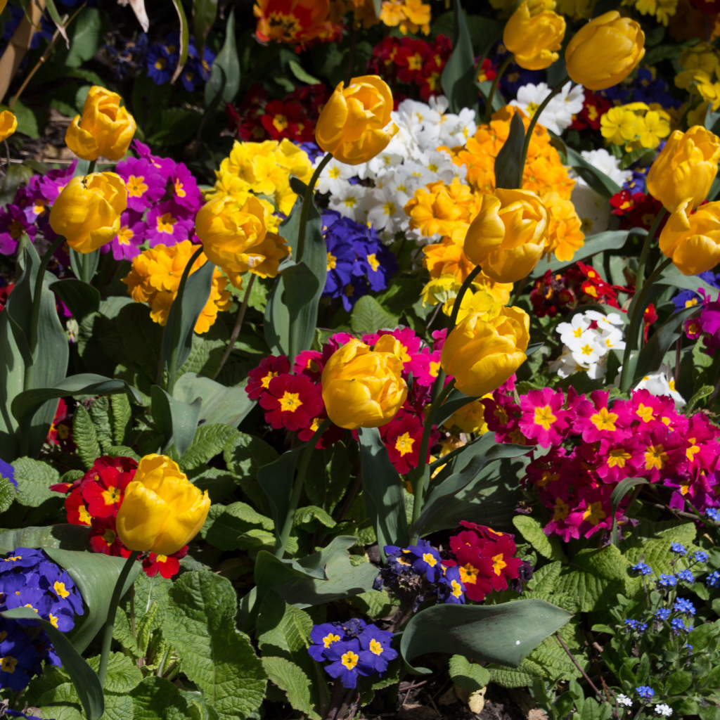 Разноцветные цветы примула и тюльпаны на клумбе