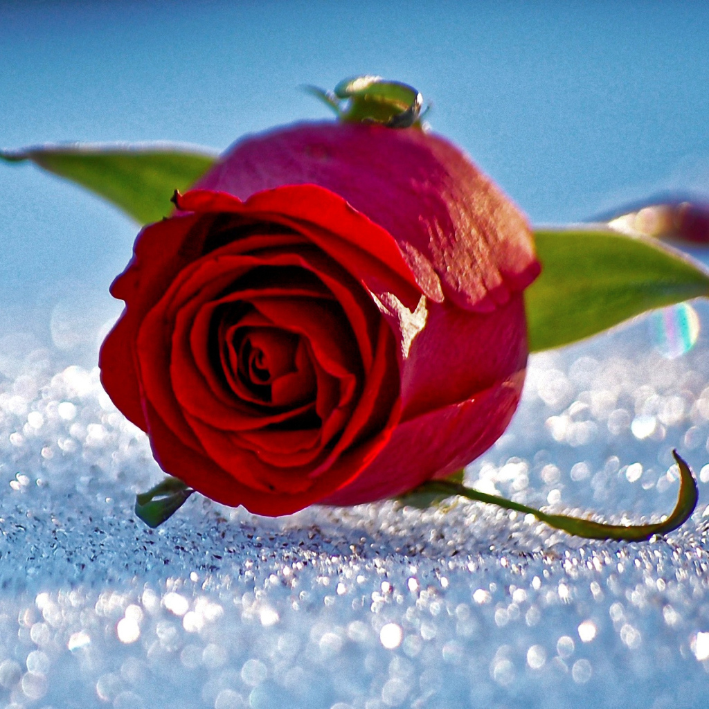 Одна красная роза лежит на горошинах снега 