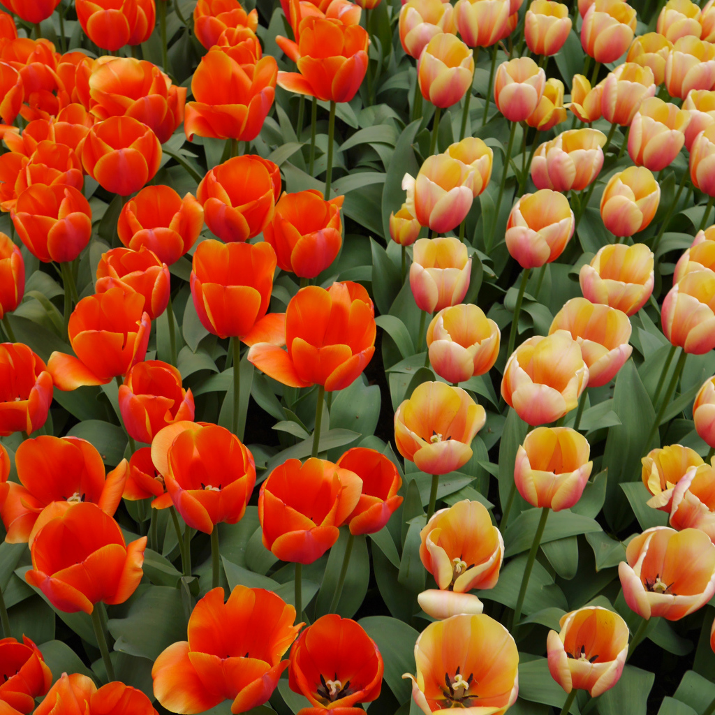 Оранжевые и персиковые цветы тюльпаны на клумбе