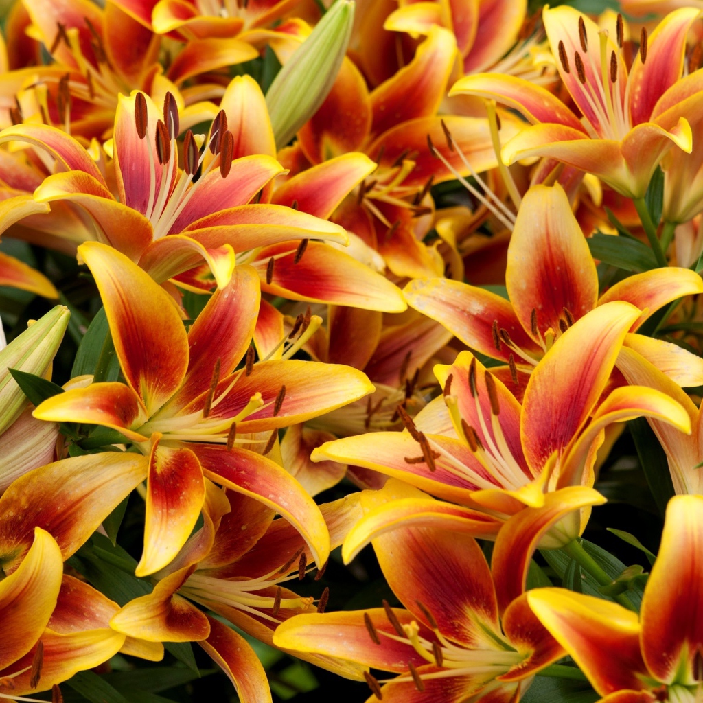 Оранжевые красивые лилии крупным планом