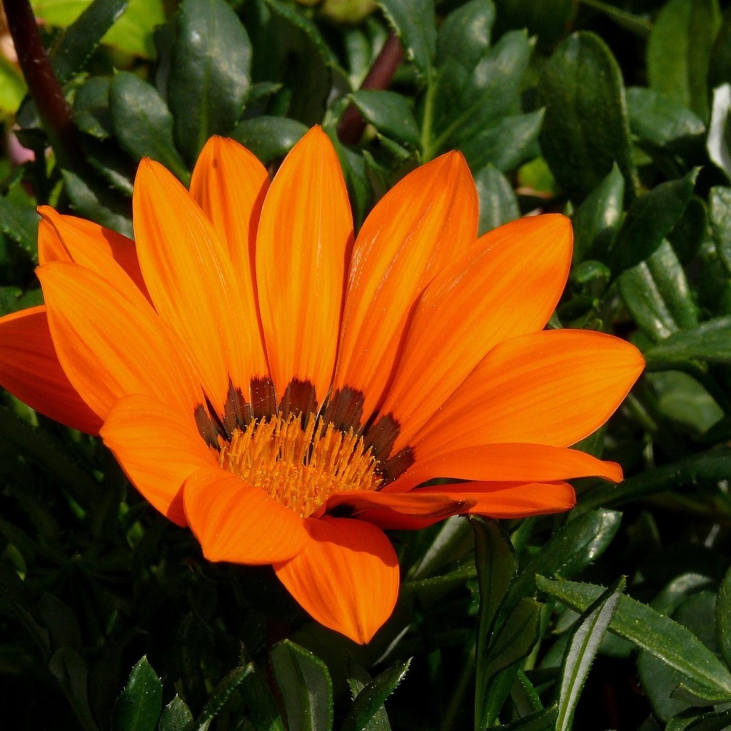 Оранжевый цветок газания крупным планом