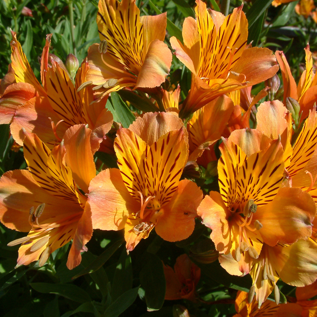 Оранжевые цветы альстрёмерия крупным планом