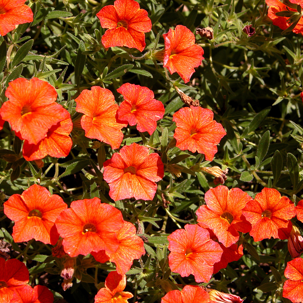 Оранжевые цветы калибрахоа крупным планом