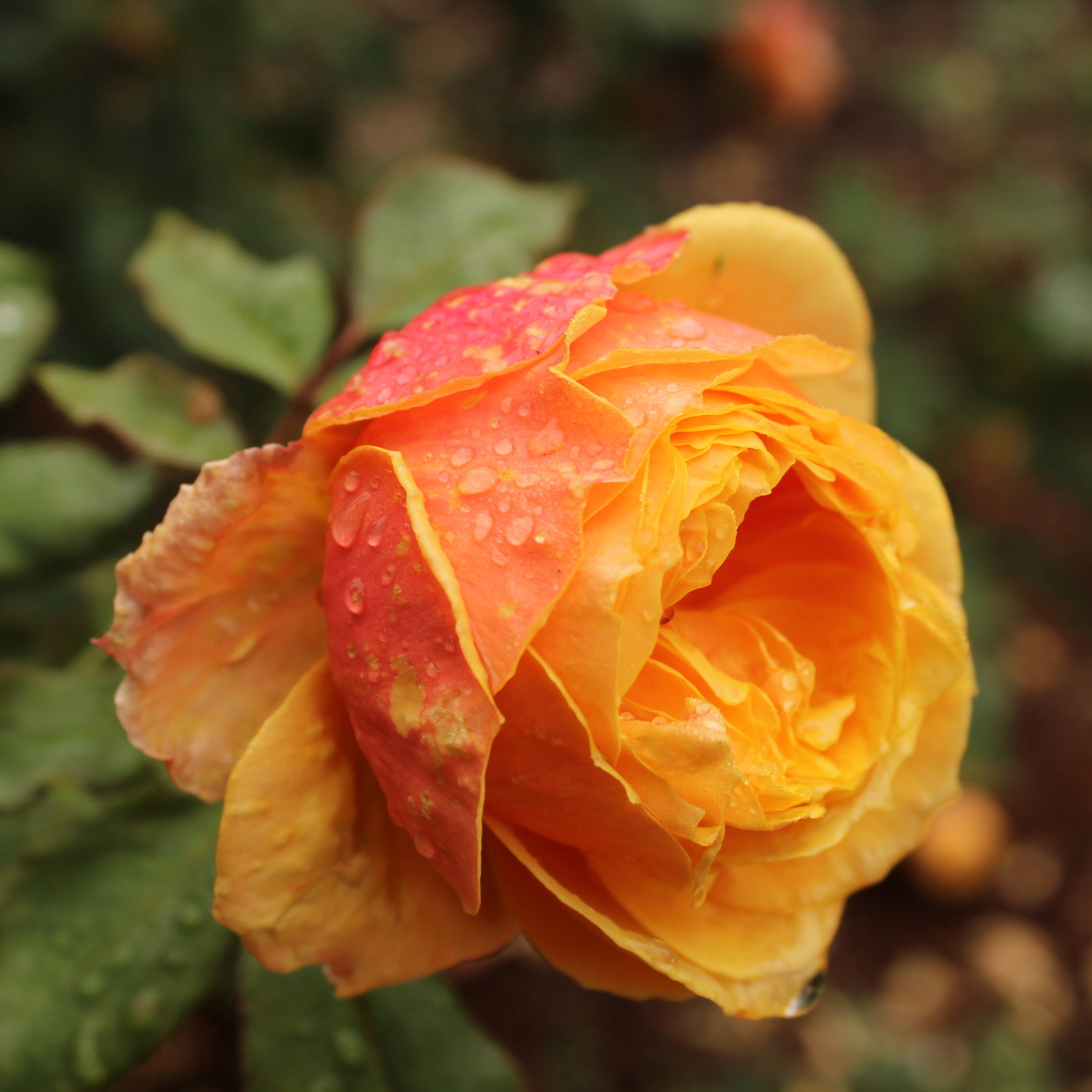 Оранжевая садовая роза в капельках росы
