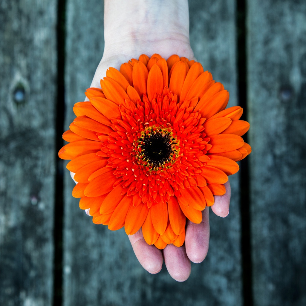 Оранжевый цветок герберы на руке