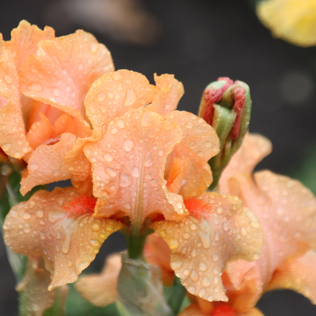 Оранжевые ирисы в каплях росы крупным планом